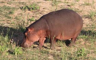brown hippo