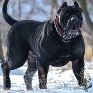 Mastiff