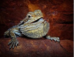 beardeddragon1