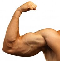 Dutch biceps