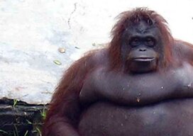 ChubbaLubba