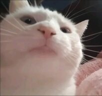 H.T