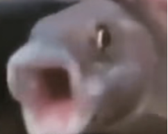 Gowgiii