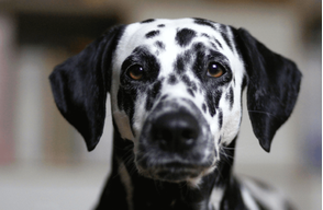 Dalmatian