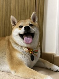 Fatfatshiba