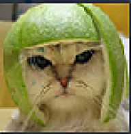 Robertuks
