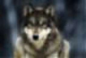 IxIGreyFoxIxI