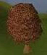 Jwen