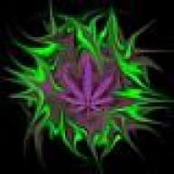 Smells Like Kush