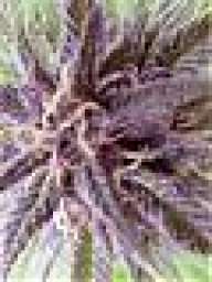 Harsh Tokes