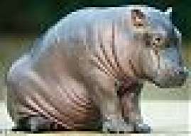 Large Animal