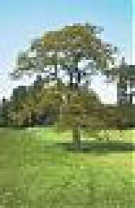 Oak