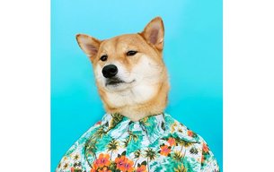 im a dog cat