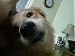 Lawalkie22