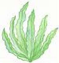 Seeweed
