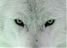 WhiteWolf06