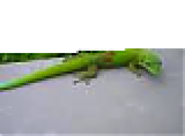 Geckozz