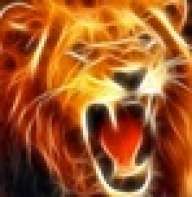Lion783