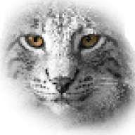 Lynx