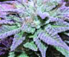 Stoner