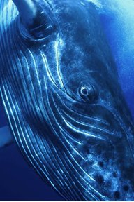 Baleine