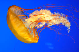 Jelly 0wns