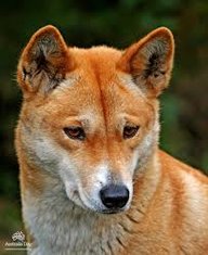 Dingo69