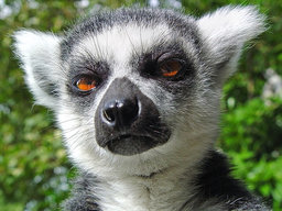 Lemurz