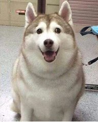 mydogghey