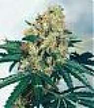 Highgrade1990