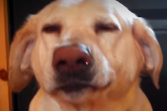 nosirpls