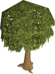 Oak Dice