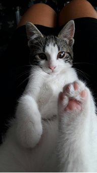 Nigelrsps