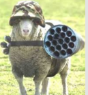 Sheepboost