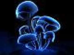 Syrex
