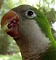Parakeet