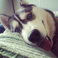 irresponsiblehusky