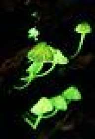 Dark Br3ndan