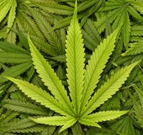 Frenchies420