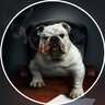 BoSsDoG101