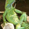 iguanas21