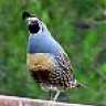 GentleQuail