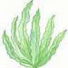 Seeweed