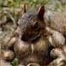 WeeRoid