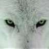 WhiteWolf06