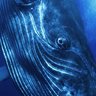 Baleine