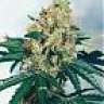 Highgrade1990