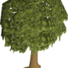Oak Dice