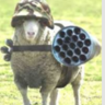 Sheepboost
