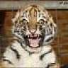 scary tiger